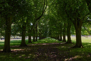 Line of trees This landscape photograph captures a rural scene featuring a line of trees forming a natural avenue, with lush green foliage providing a shaded pathway beneath. The sunlight filtering through the leaves indicates the image was taken in the late morning during the summer season. The composition highlights the symmetry and density of the trees, showcasing the tranquil nature of the countryside.